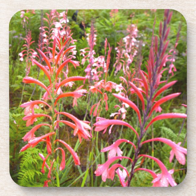 Posavasos Flor de bugle Lily (Watsonia), Cabo Oriental (Frente)