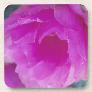 Posavasos Flor de cactus erizo rosa (Echinocereus