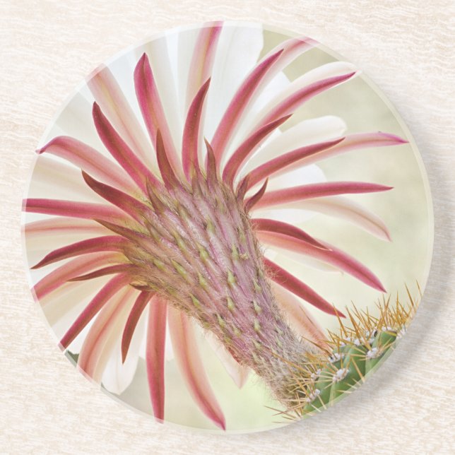 Posavasos Flor de cactus floreciente nocturna (Frente)