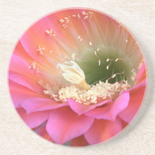 Posavasos Flor de cactus rosado en el desierto