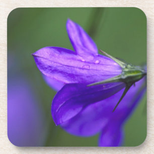 Posavasos flor de campanilla en Independence Pass en