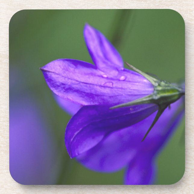 Posavasos flor de campanilla en Independence Pass en (Frente)