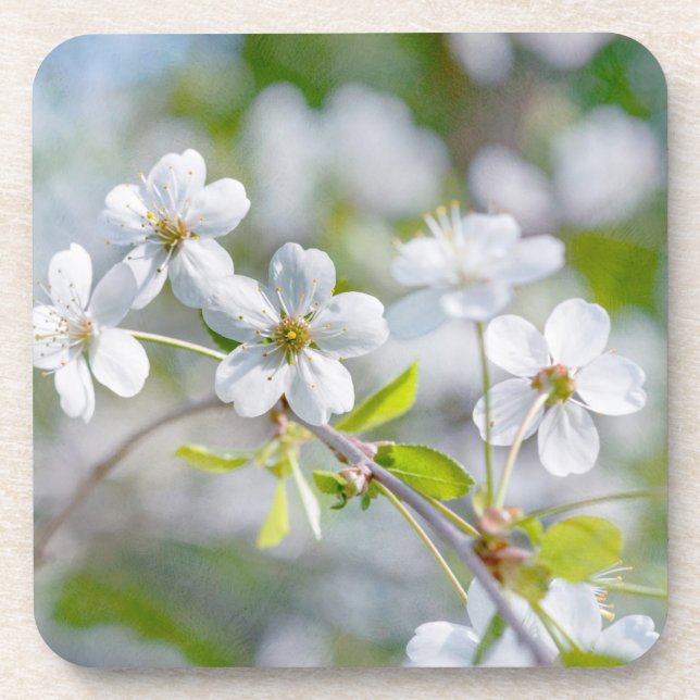 Posavasos Flor de cerezo blanco (Frente)