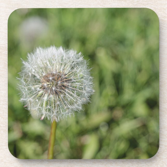 Posavasos Flor de diente de león blanca sobre hierba verde (Frente)