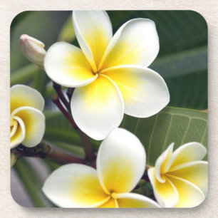 Posavasos flor de frangipani Islas Cook