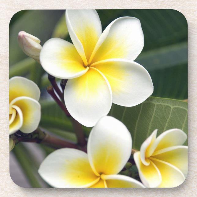 Posavasos Flor de Frangipani, Islas Cook (Frente)