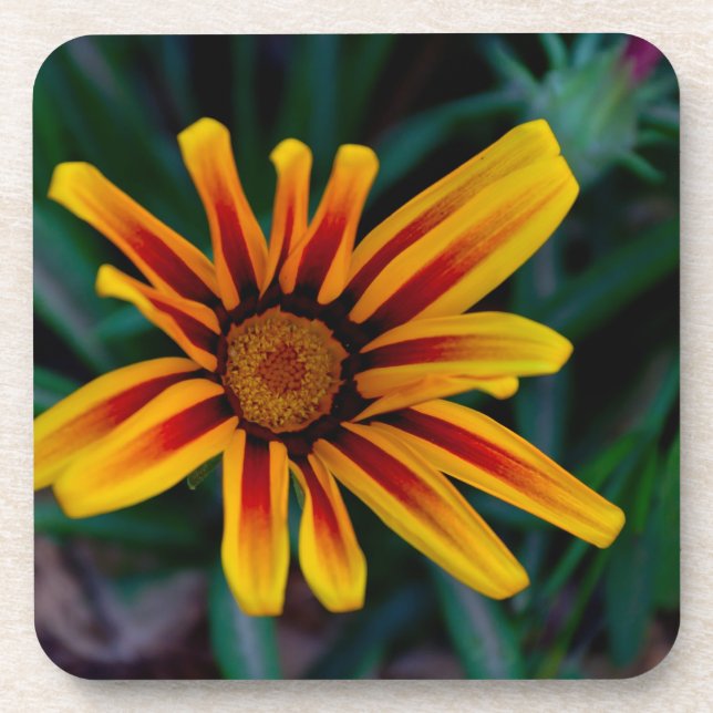 Posavasos Flor de Gazania (Frente)