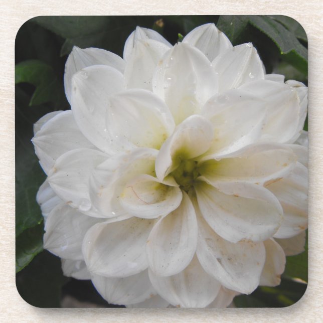 Posavasos flor de jardín - dahlia blanca. fotografía floral (Frente)