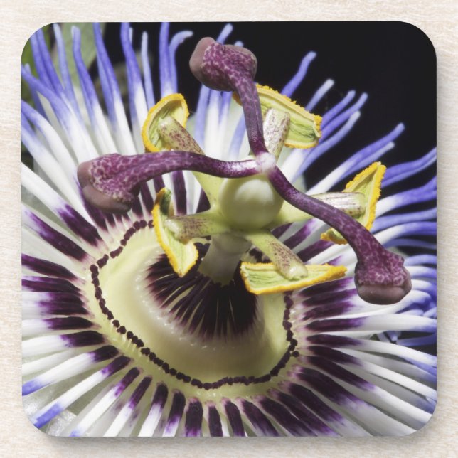 Posavasos Flor de la pasión primer plano (MR) (Frente)