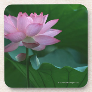 Posavasos Flor de Lotus