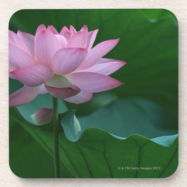Posavasos Flor de Lotus (Frente)