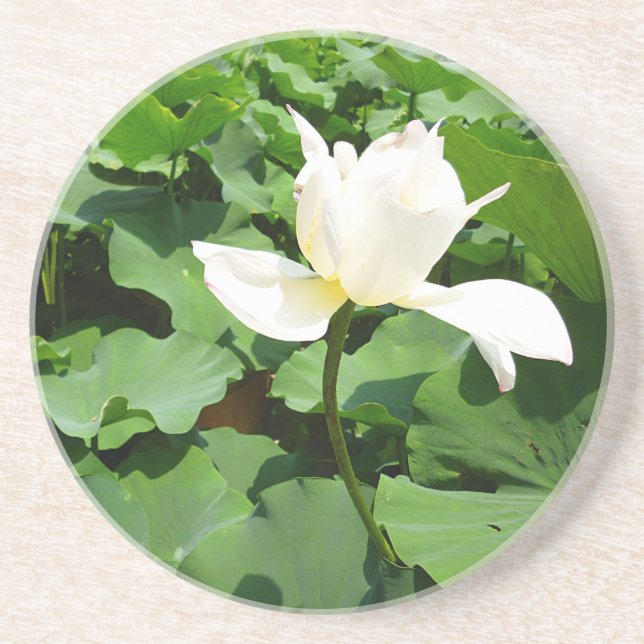 Posavasos Flor de Lotus blanco (Frente)