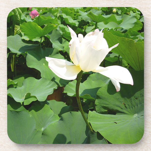 Posavasos Flor de Lotus blanco (Frente)