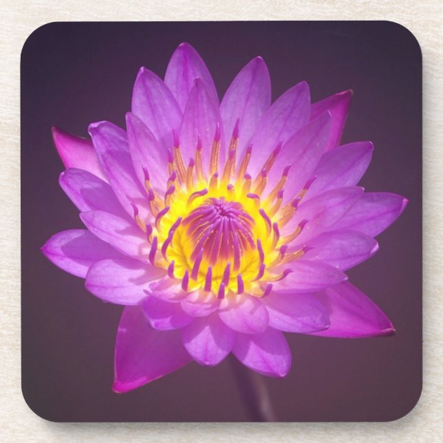Posavasos Flor de Lotus púrpura (Frente)