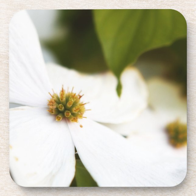 Posavasos Flor de madera de perro blanca (Frente)