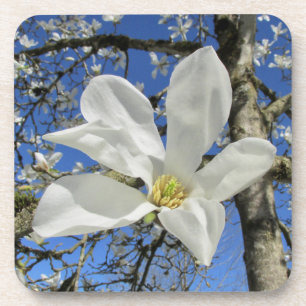 Posavasos Flor de magnolia blanca en el árbol.