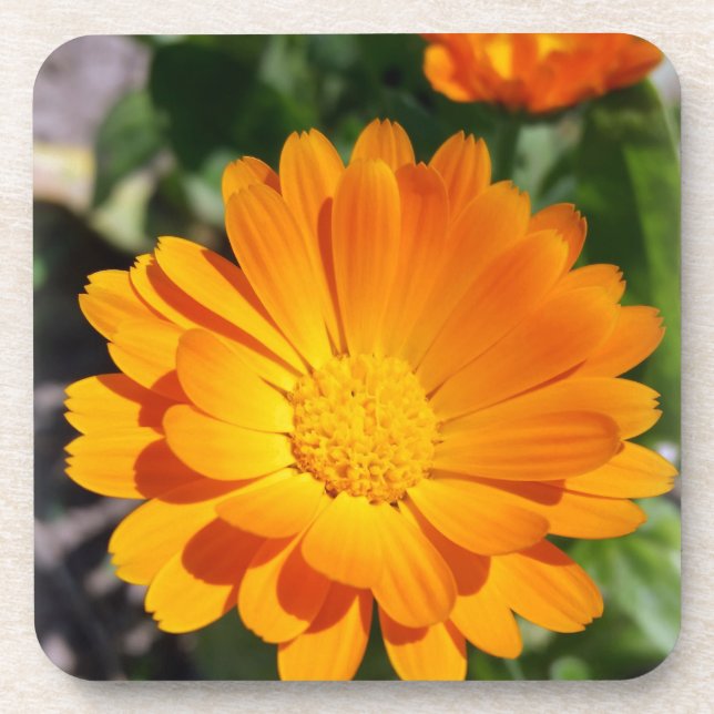 Posavasos flor de marisco (Frente)