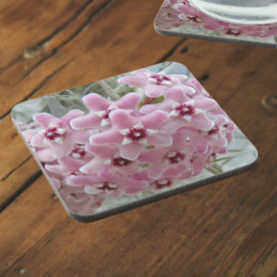 Posavasos Flor de plantas de Hoya Rosa