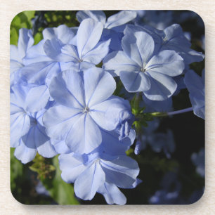 Posavasos Flor de Plumbago Azul Hawaiano Cushion
