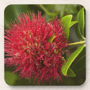 Posavasos Flor de Pohutukawa, Dunedin