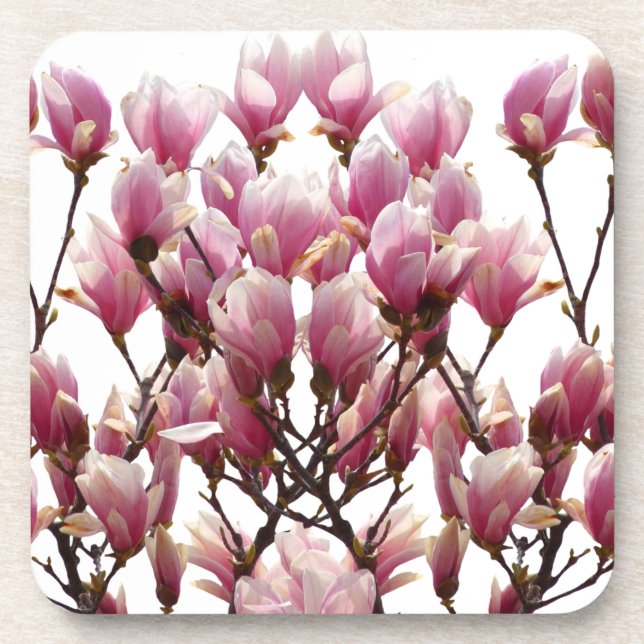Posavasos Flor de primavera de Magnolias rosadas en flor (Frente)
