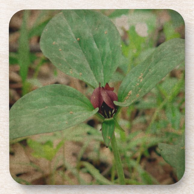 Posavasos Flor de trilio (Frente)