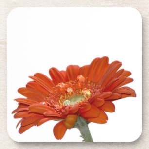 Posavasos Flor del Gerbera de la margarita anaranjada