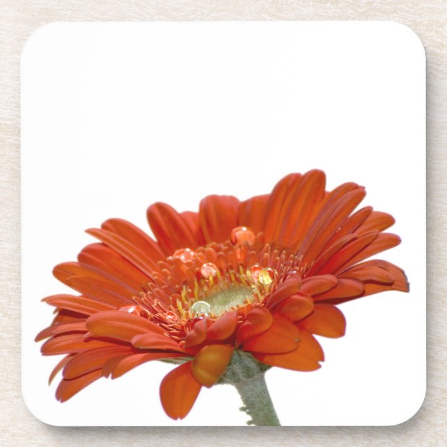 Posavasos Flor del Gerbera de la margarita anaranjada (Frente)