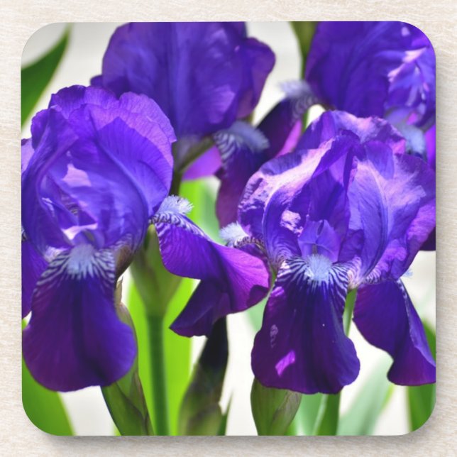 Posavasos Flor iris de iris de iris morado (Frente)