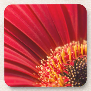 Posavasos Flor macra roja de la margarita del Gerbera