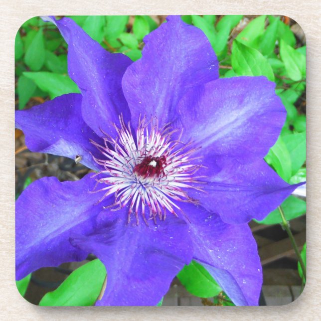 Posavasos Flor morada de clematis (Frente)
