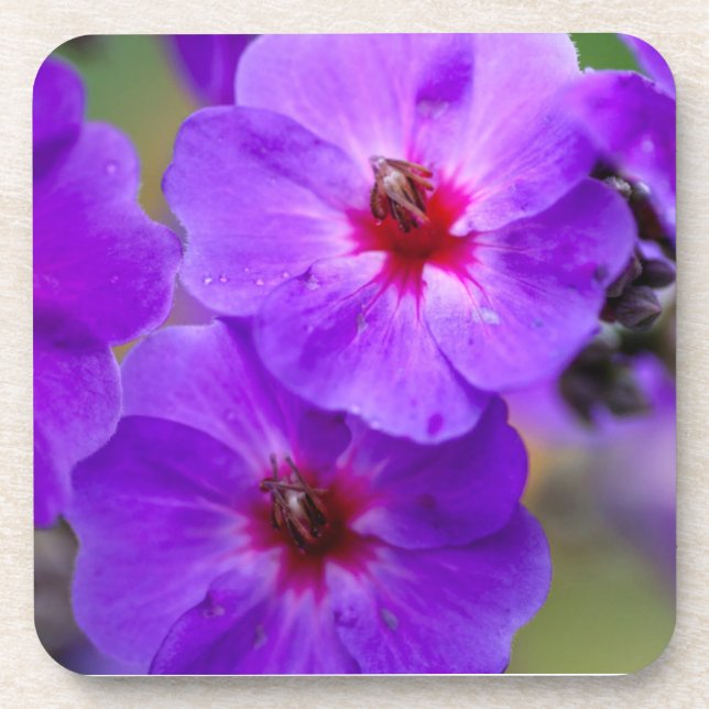 Posavasos Flor púrpura (Frente)