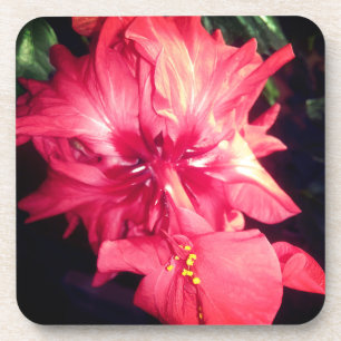 Posavasos Flor roja del hibisco
