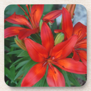 Posavasos Flor roja hermosa