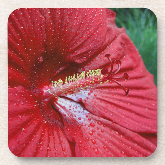 Posavasos Flor roja hibiscus con gota de lluvia (Frente)