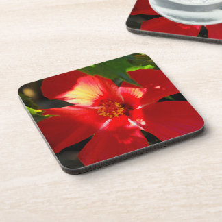 Posavasos Flor roja hibiscus en el sol