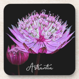 Posavasos Flor rosa de Astrantia sobre floral negra