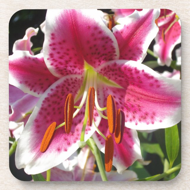 Posavasos Flor rosa de lirio rosa rosa flor rosa (Frente)