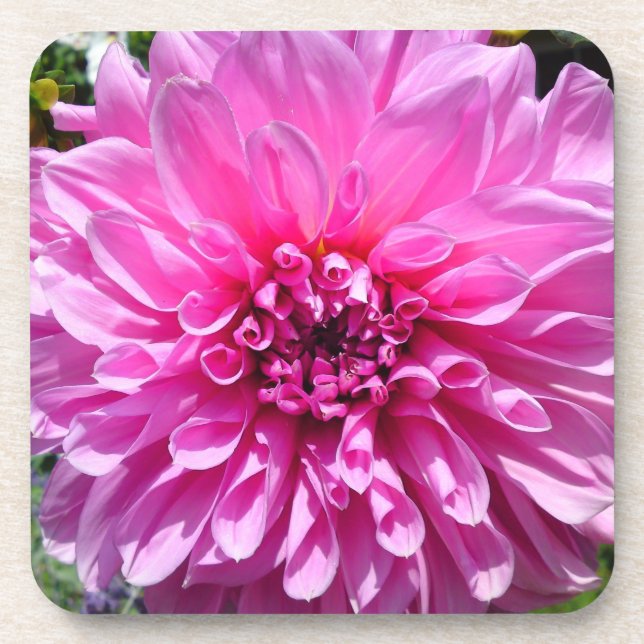 Posavasos Flor rosa morada de Dahlia (Frente)