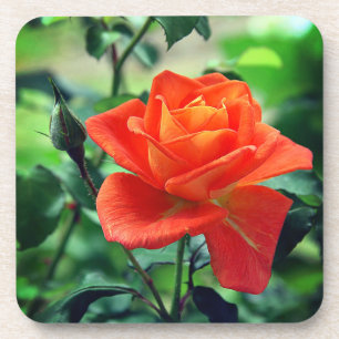 Posavasos Flor rosa rosa de la naturaleza 46458