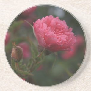 Posavasos Flor rosa silvestre rosa. Foto de jardín de natura