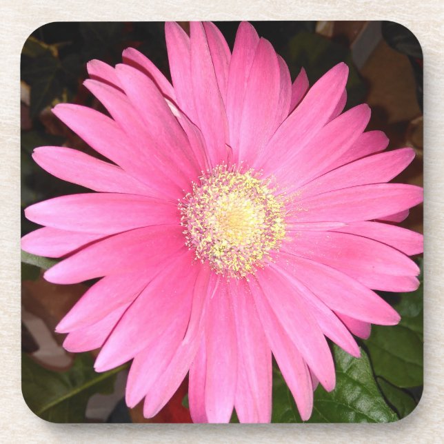 Posavasos Flor rosada de la margarita del Gerbera (Frente)