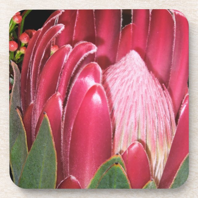 Posavasos Flor rosada del Protea (Frente)