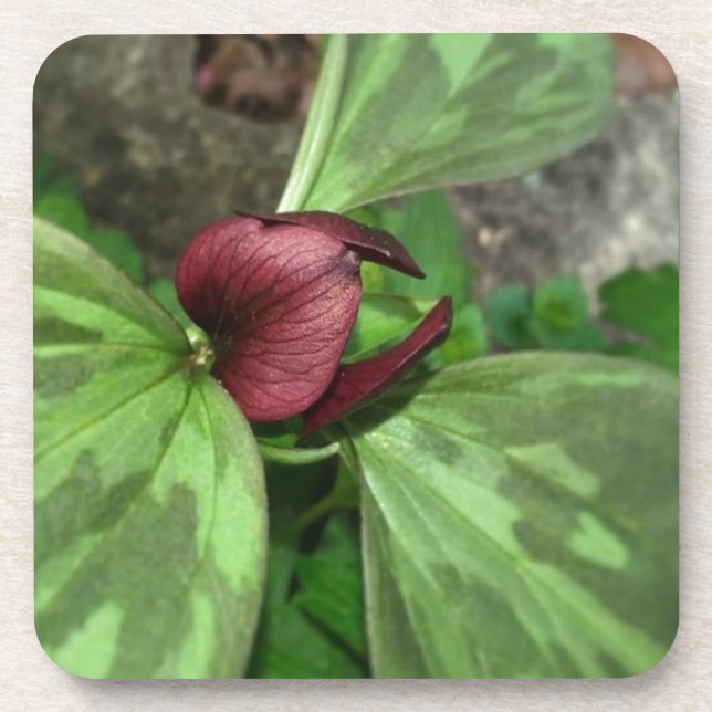 Posavasos Flor silvestre (Frente)