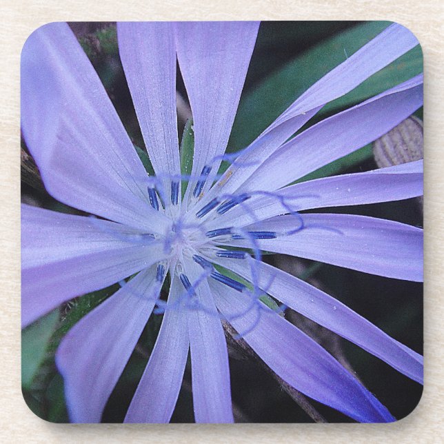 Posavasos Flor silvestre azul (Frente)
