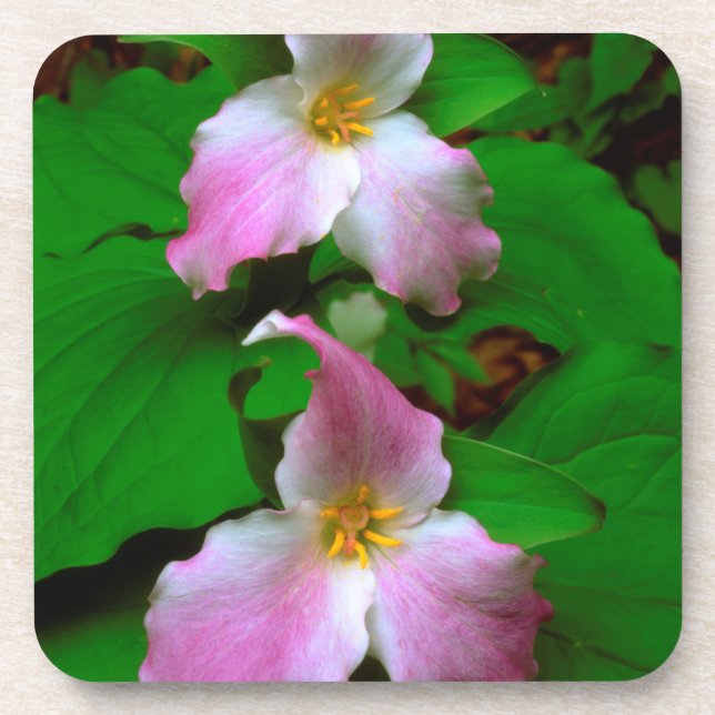 Posavasos Flor silvestre de Trillium (Frente)
