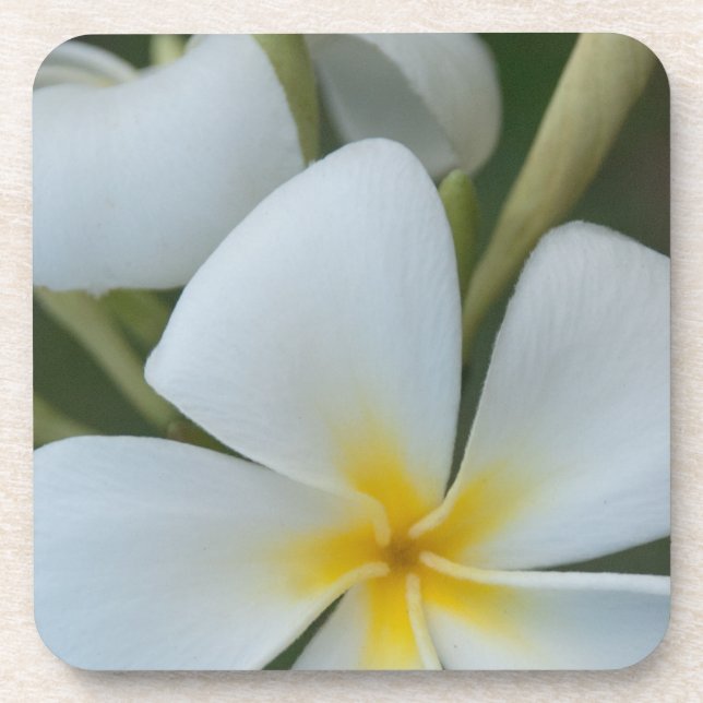 Posavasos Flor Tropical Blanca De Fiji (Frente)