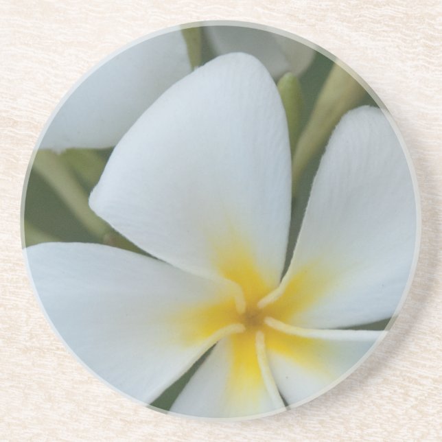 Posavasos Flor Tropical Blanca De Fiji (Frente)