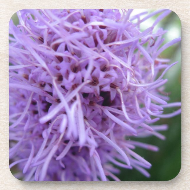 Posavasos Flor violeta Tentacle Spider (Frente)