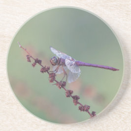 Posavasos Flora de calabaza